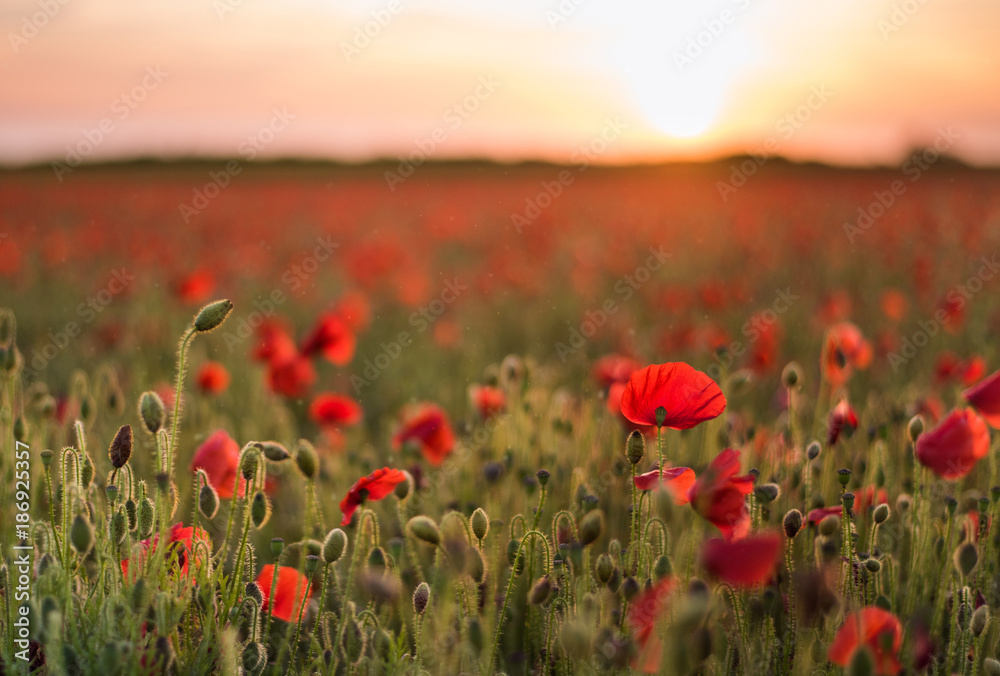 Obraz Field of poppies at sunset