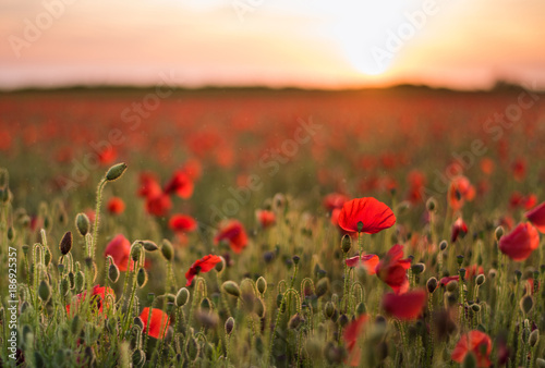 Field of poppies at sunset © Alina