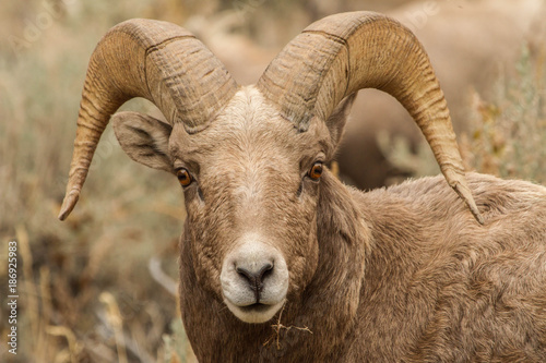 Rocky Mountain Bighorn Ram #3