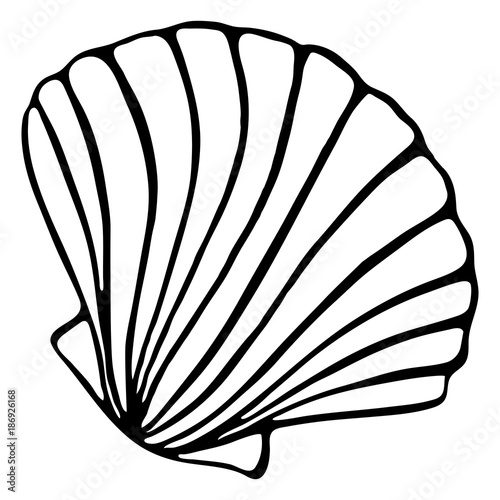 Monochrome black and white sea shell seashell silhouette ink line art sketch isolated vector