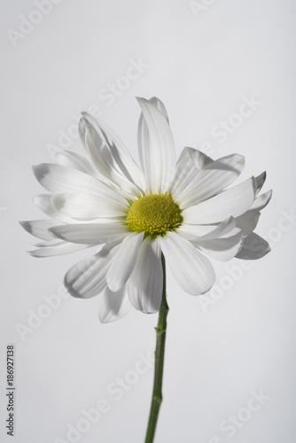 White flower on white background 