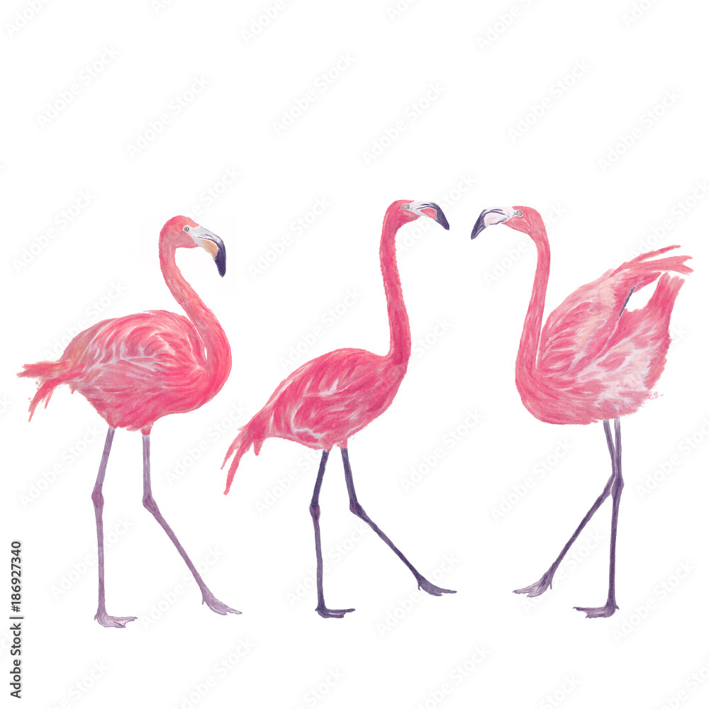 Fototapeta premium Watercolor flamingos