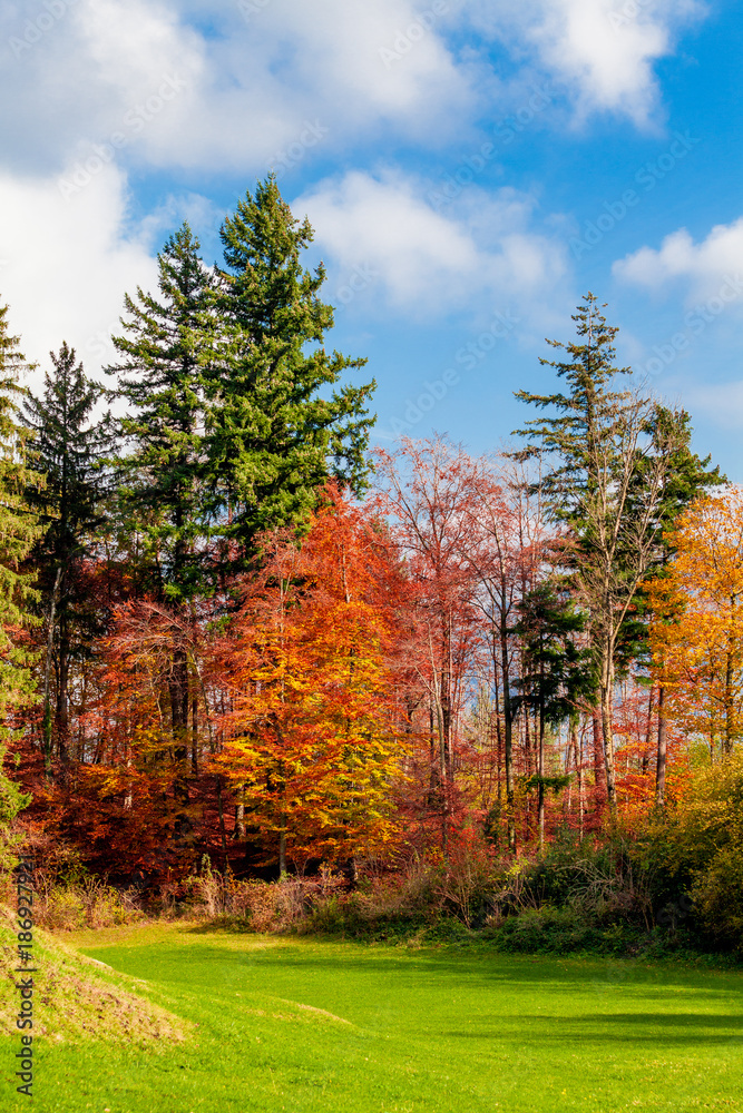 Fototapeta premium Beauty nature forest landscape. forest landscape under sunlight