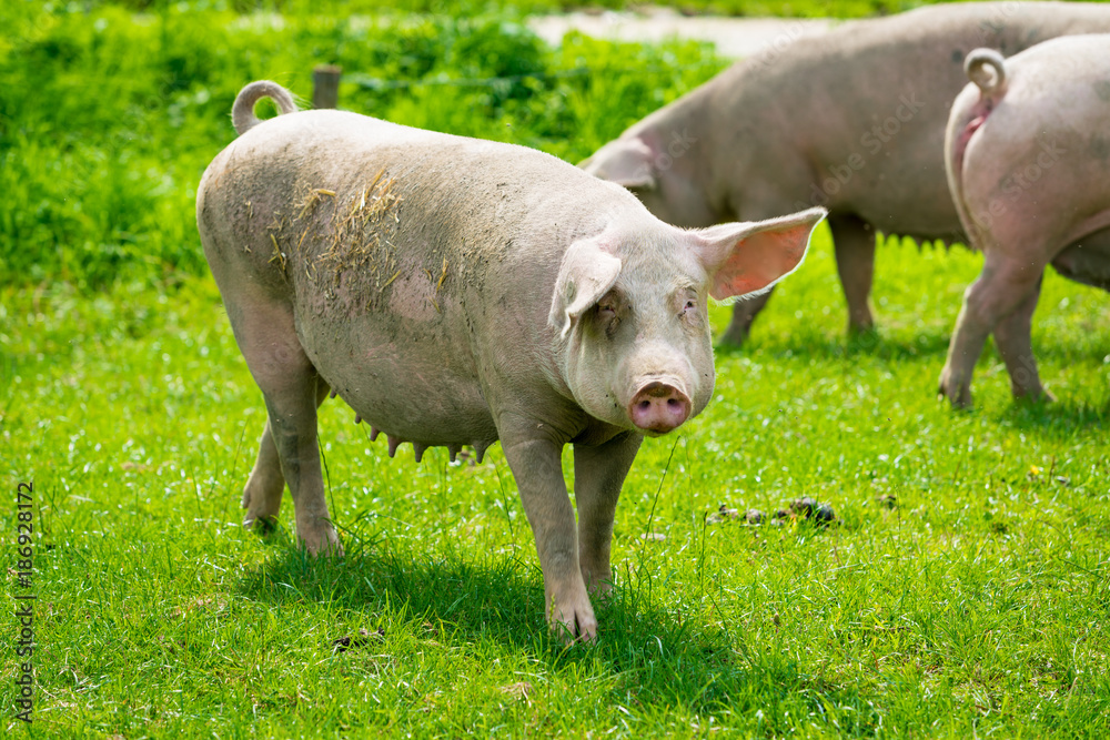 pig running on a green meadow. pig graze on organic bio farm pig running on a green meadow. pig graze on organic bio farm