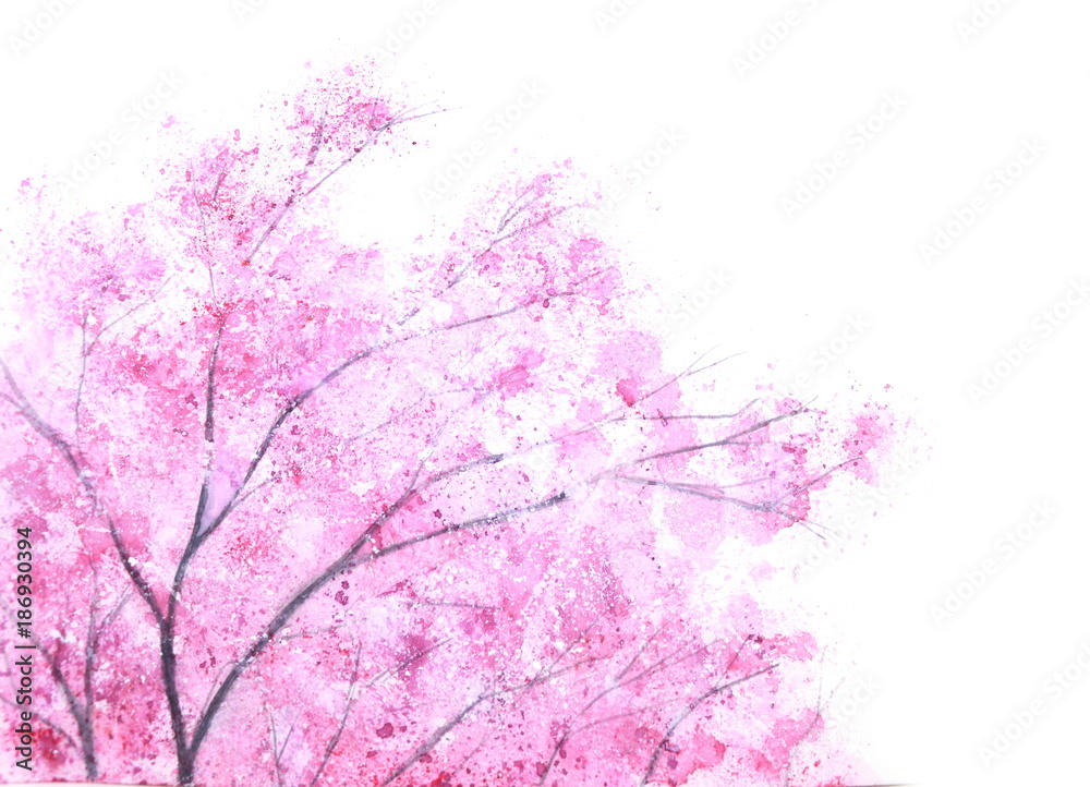 Naklejka akwarela różowy drzewo sakura na białym tle.