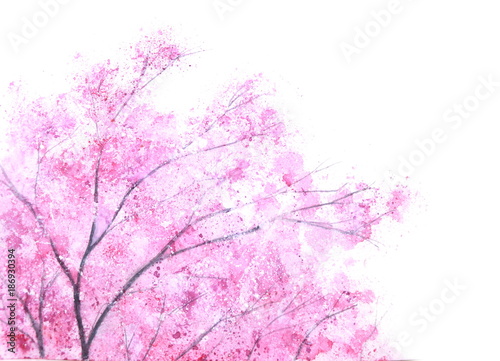 Naklejka akwarela różowy drzewo sakura na białym tle.