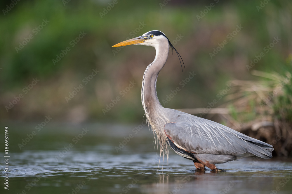 Fototapeta premium Great Blue Heron