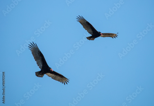turkey vultures soaring high in the sky