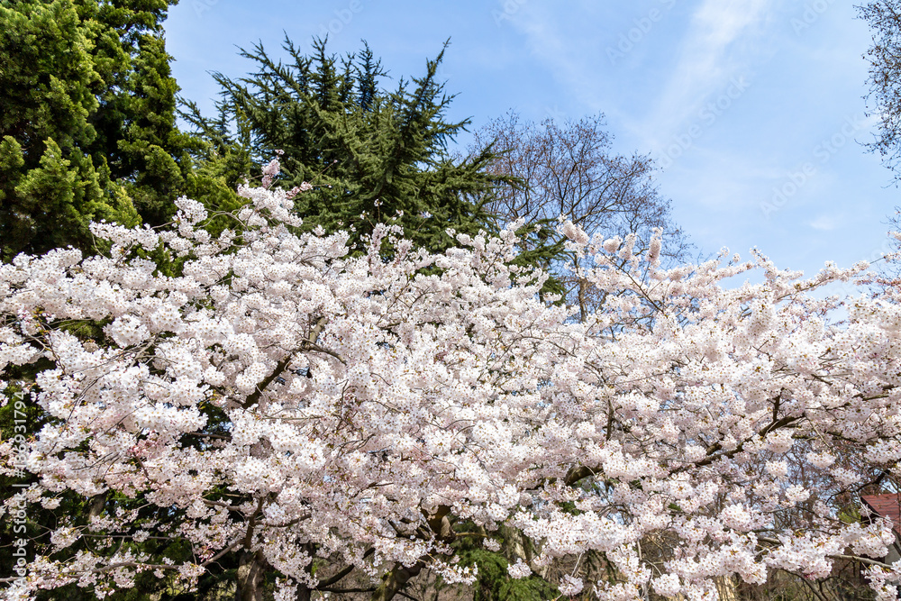 Blooming Cherry blossoms in Zhongshan Park in Spring, Qingdao, China. Every year Zhongshan park hosts the Cherry blossoms festival that attracts thousands of tourists Blooming Cherry blossoms in Zhongshan Park in Spring, Qingdao, China. Every year Zhongshan park hosts the Cherry blossoms festival that attracts thousands of tourists