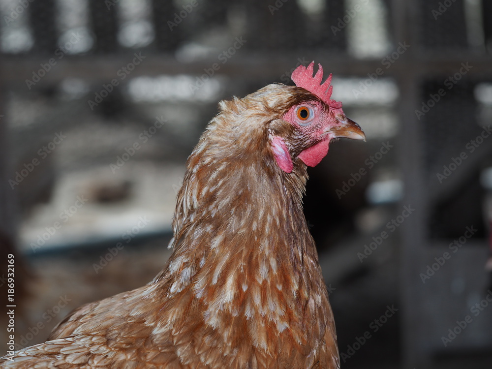 hen in local farm