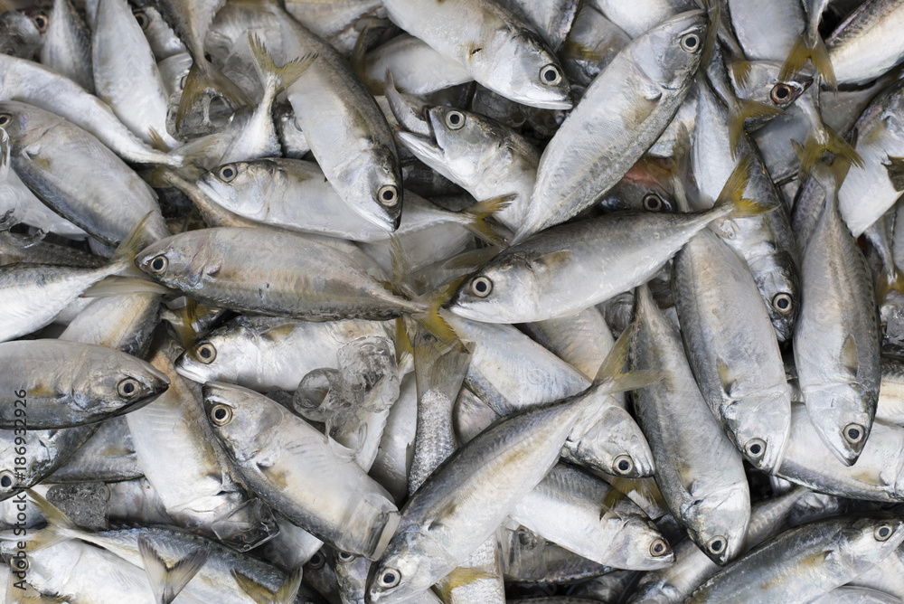 pile of mackarel fish (ikan kembung) for background,wallpaper and backdrop pile of mackarel fish (ikan kembung) for background,wallpaper and backdrop