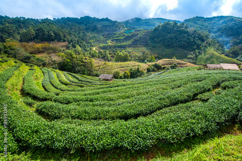 Landscape of tea plantation at Doi Angkhang Chiangmai northern Thailand