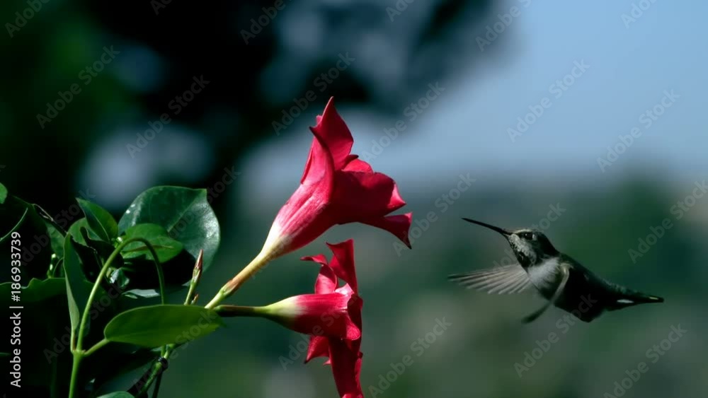 Hummingbird Approaching Mandevilla Red Flower Slow Motion