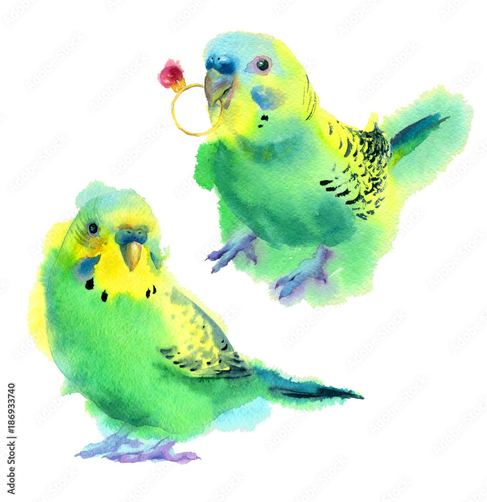Fototapeta premium Watercolor painting. Two green small parrots with ring on white background.