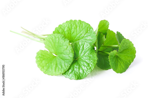 Closeup leaf of Gotu kola, Asiatic pennywort, Indian pennywort on white background with water drop, herb and medical concept