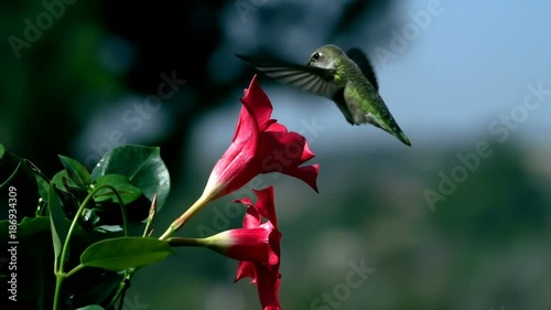 Hummingbird Feeds on Mandevilla Red Flower And Urinates Slow Motion