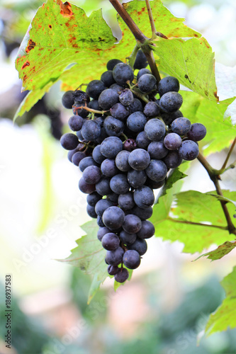 Black grape