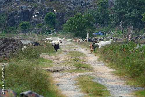 Path with Goats in Tam Coc, Vietnam photo