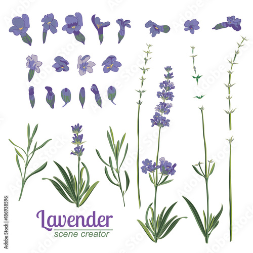 Fototapeta Naklejka Na Ścianę i Meble -  Lavender flower on white background. Colorful vintage vector illustration