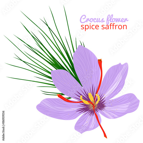 Fototapeta Naklejka Na Ścianę i Meble -  Vintage card with Crocus flower violet set on white background. Saffron spice. Watercolor style pattern