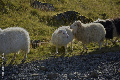 Ewe and Lamb in Iceland