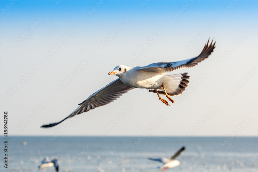Seagull flying above the sea freely at Bangpu Thailand. Seagull flying above the sea freely at Bangpu Thailand.