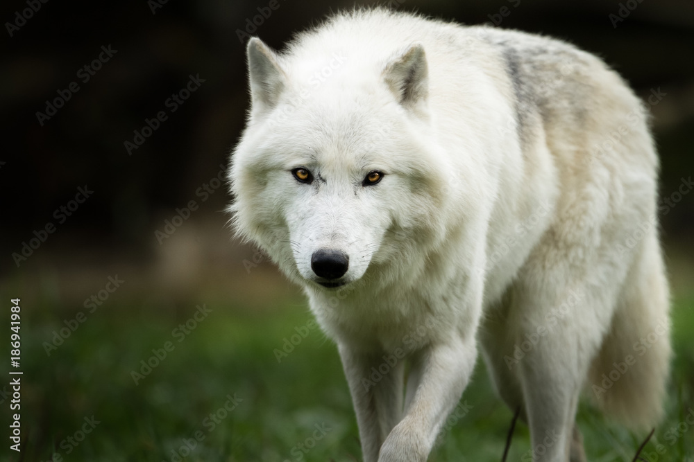 White Wolf - Loup Blanc