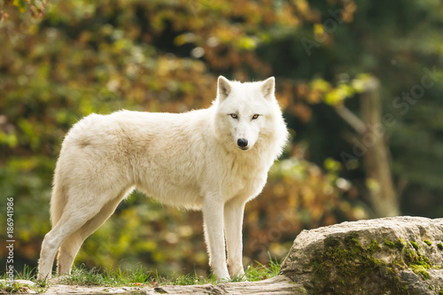 White Wolf - Loup Blanc