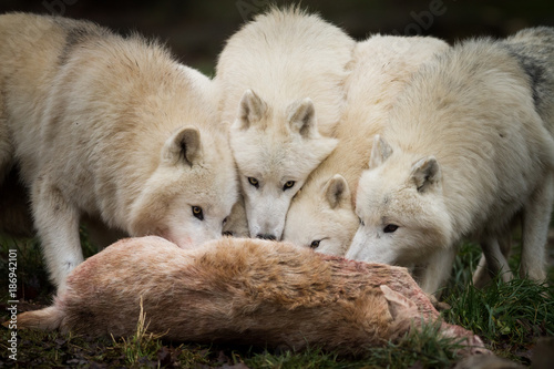 White Wolf - Loup Blanc © AB Photography