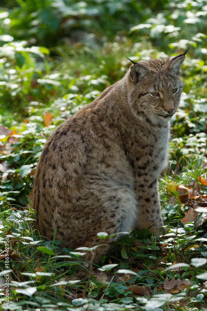 Obraz premium Lynx