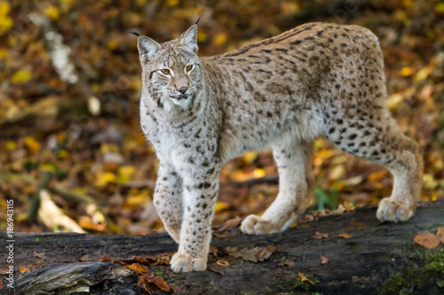 Lynx © AB Photography