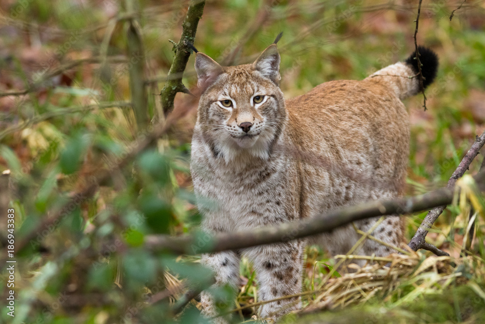 Obraz premium Lynx