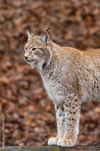 Lynx © AB Photography