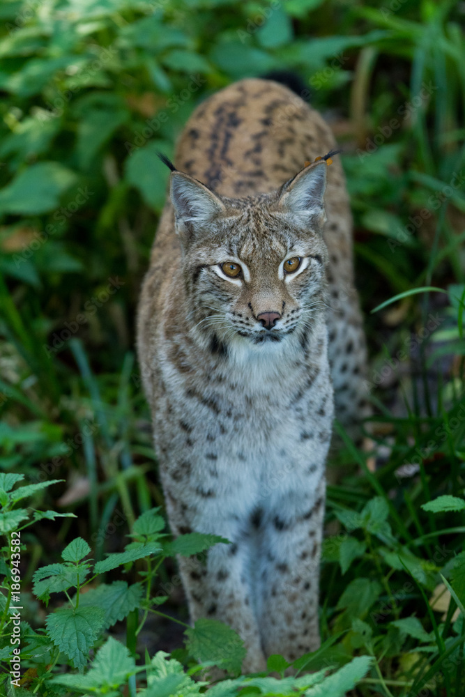 Obraz premium Lynx