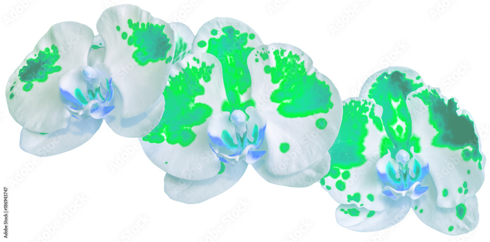 Fototapeta premium orchidée panachée vert 