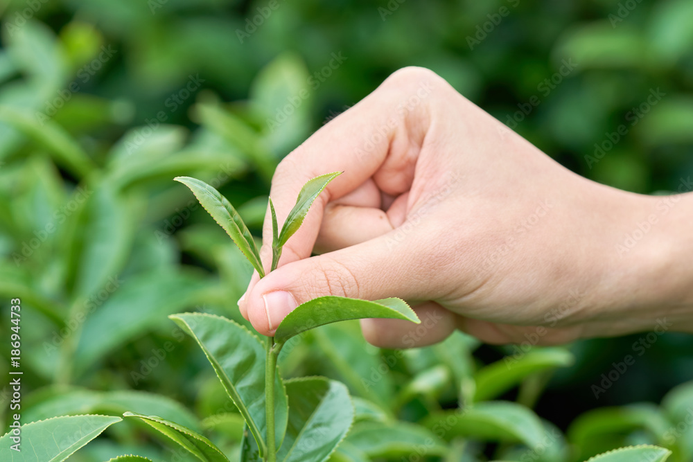 Asian woman hand picking up the tea leaves from the tea plantation, the new shoots are soft shoots. Water is a healthy food and drink. as background Healthcare concept with copy space. Asian woman hand picking up the tea leaves from the tea plantation, the new shoots are soft shoots. Water is a healthy food and drink. as background Healthcare concept with copy space.