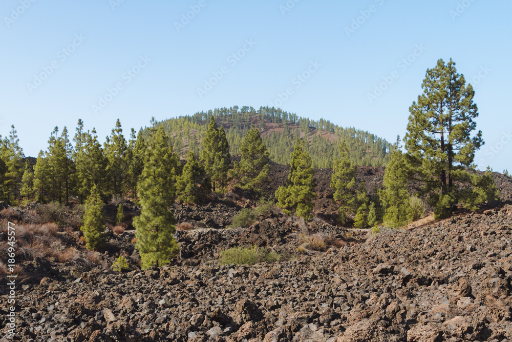 Dark volcanic desert landscape with green trees