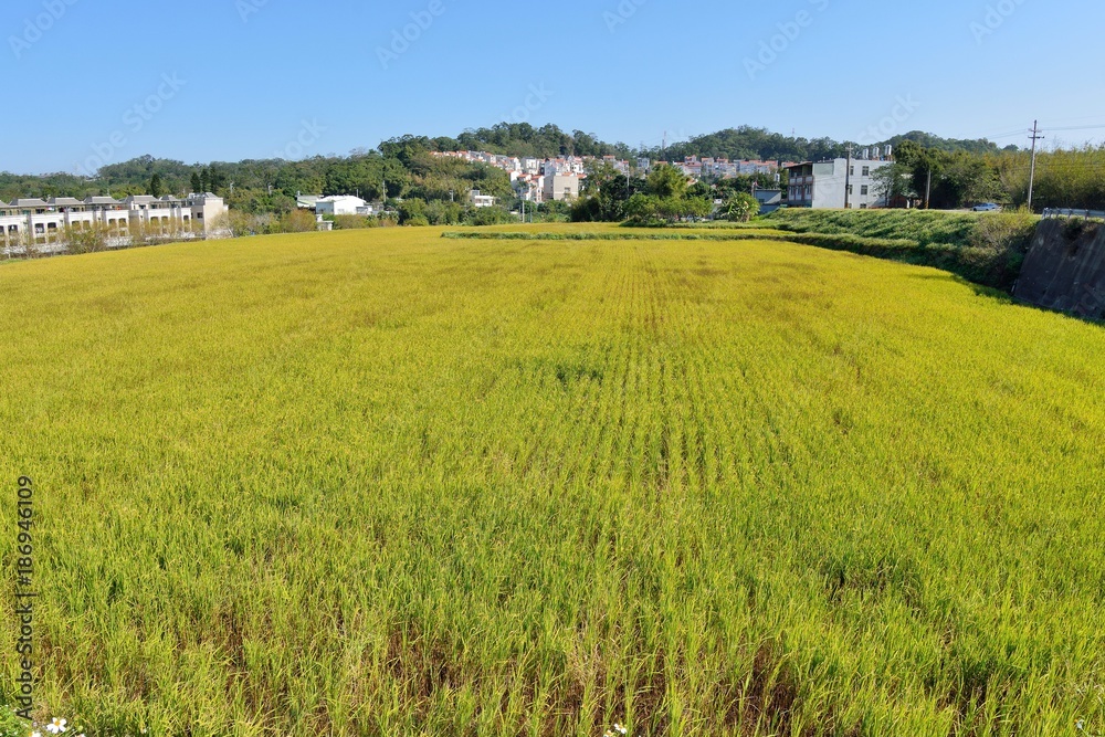 Lush green paddy in rice field ,Winter  and Autumn background in the Taiwan.  