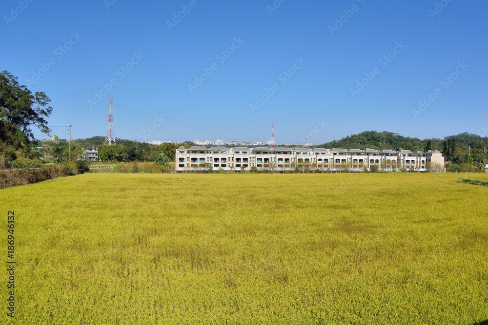 Lush green paddy in rice field ,Winter and Autumn background in the Taiwan. Lush green paddy in rice field ,Winter and Autumn background in the Taiwan.