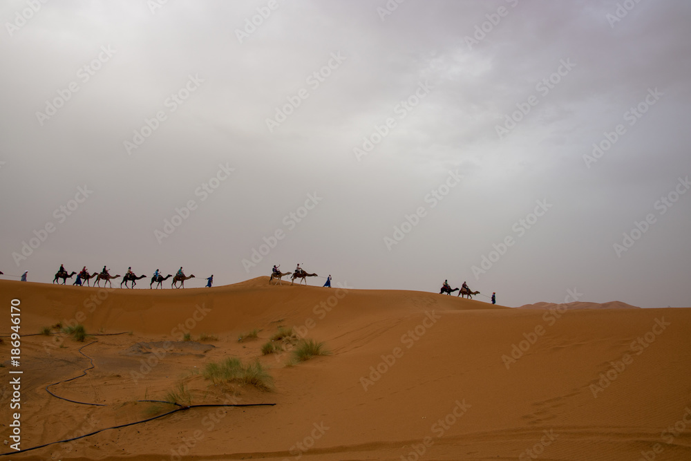 nomad people walking with camels through the desert