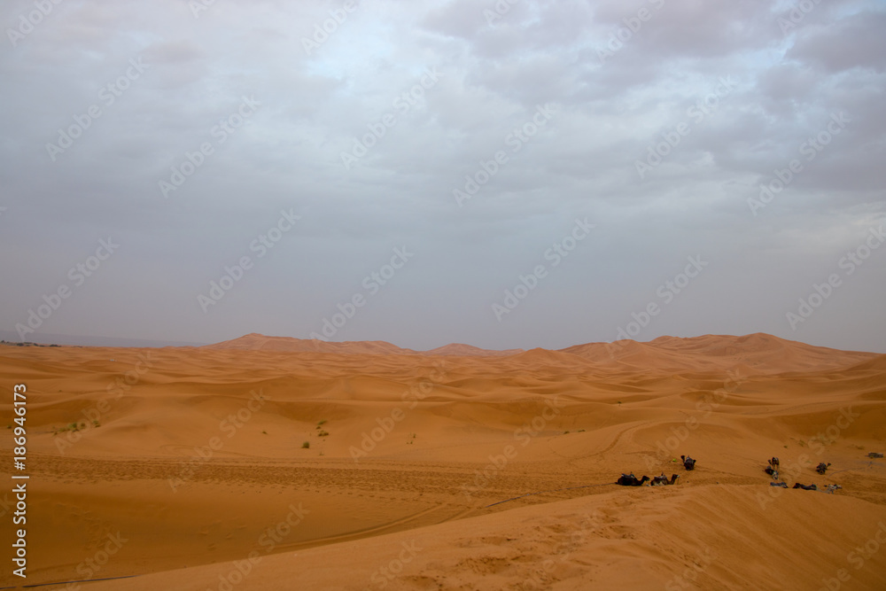 nomad people walking with camels through the desert