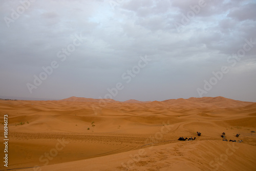 nomad people walking with camels through the desert