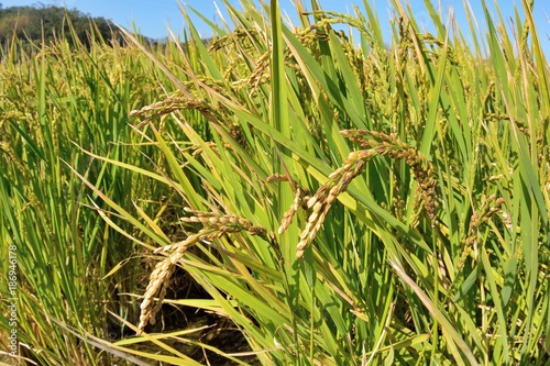 Lush green paddy in rice field  Winter  and Autumn background in the Taiwan.  