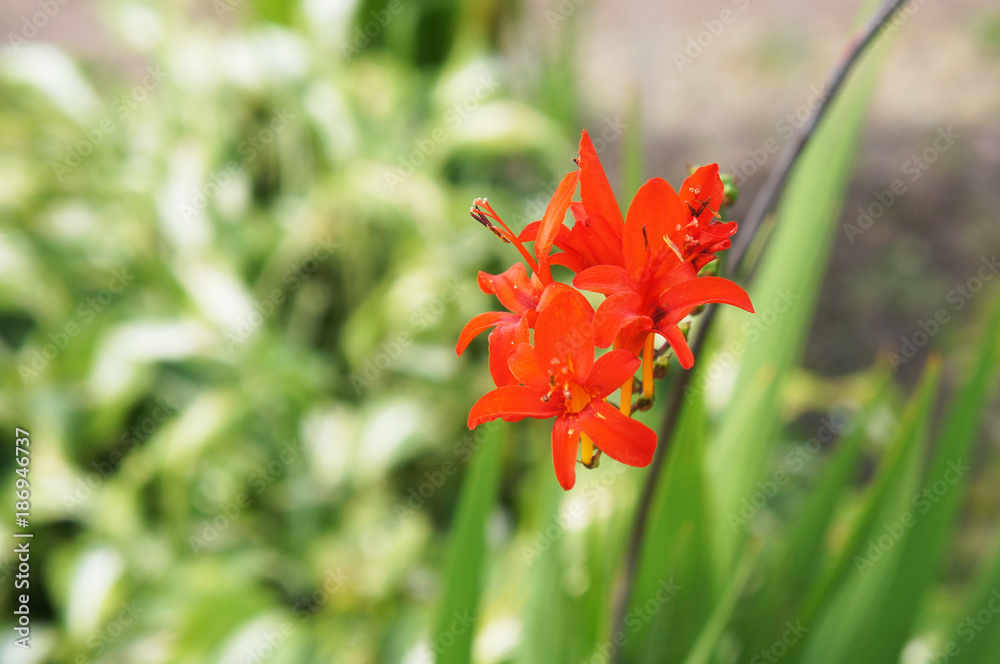 Fototapeta premium Crocosmia or montbretia red flowers with green background
