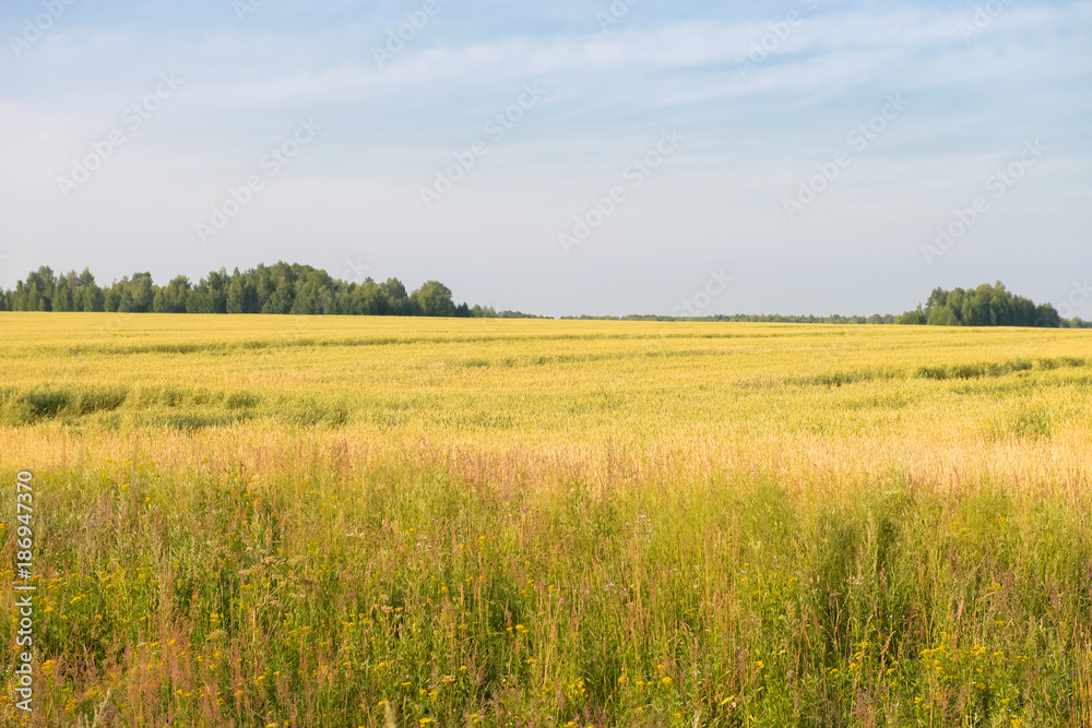 Yellow field on a background of green forest and blue sky Yellow field on a background of green forest and blue sky