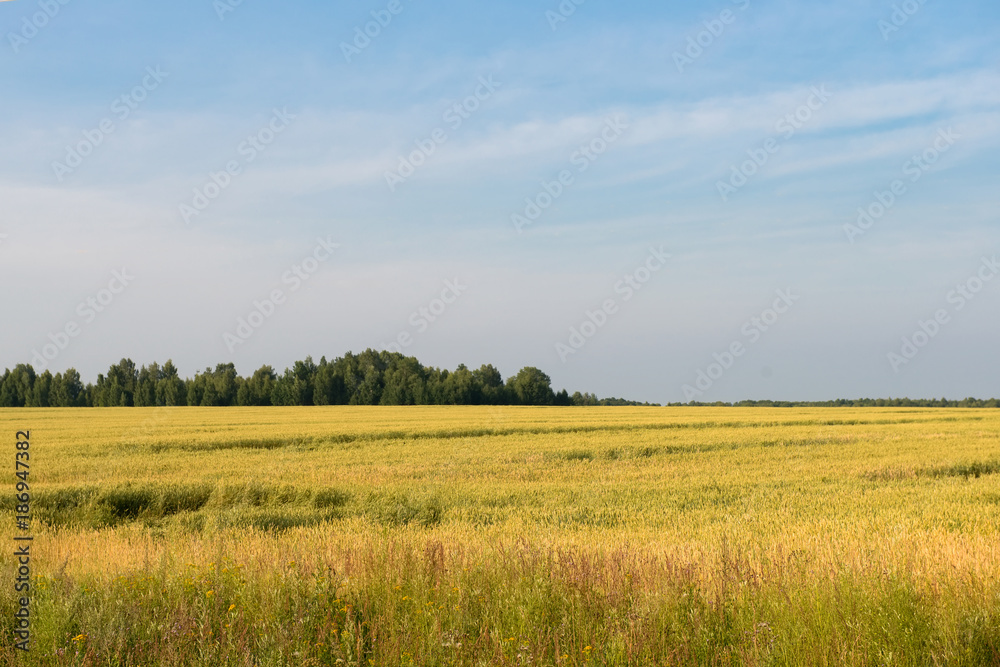 Yellow field on a background of green forest and blue sky