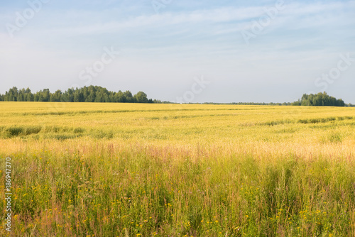 Yellow field on a background of green forest and blue sky