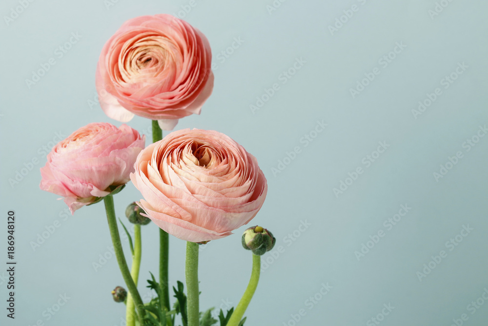 Fotografie, Obraz Pink ranunculus flowers