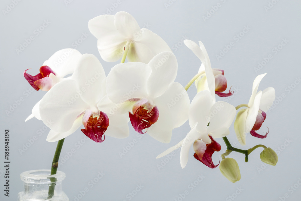 Obraz premium White orchids flowers