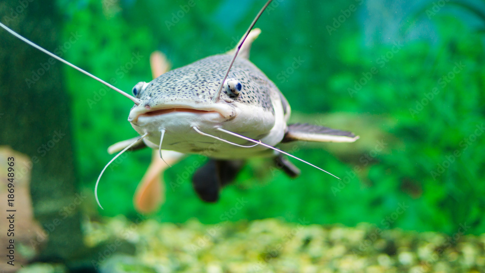 Red Tailed Catfish In Aquarium Freshwater Fish Stock Photo
